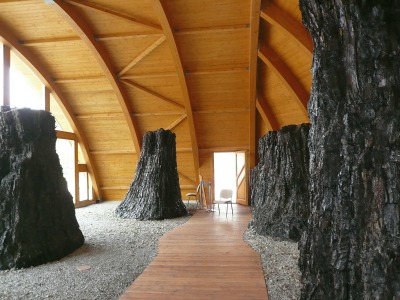 Bükkábrányi ősfák Plastdur ragasztóval kezelve